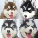 ^^ เปิดขาย ลูกไซบีเรียน ฮัสกี้ คุณภาพเกินราคา ! สวย !