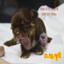 >>>เปิดจอง<<<ด.ญ.ซูชิ ชิวาวา น่ารักๆ ราคาหลักพัน