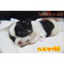 >>>เปิดจอง<<< ด.ช. ซาซิมิ สีลูกวัว น่ารักน่ากอดที่สุด ราคาหลัก...