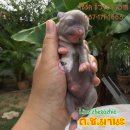 >>เปิดจอง<< ด.ช.มานะ ชิวาวา สีเทา หน้ายับๆ //ผ่อนได้นะคะ//