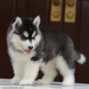 ฟาร์มไซบีเรียนฮัสกี้ ใหญ่ได้มาตรฐานใจกลางกรุง ต้องมาที่allbest เท่านั้น