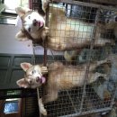 ขายพ่อแม่พันธ์ไซบิเรียน