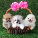 Pomeranian for sale ปอมเมอเรเนี่ยนเพศเมีย หน้าหมีขนแน่นเว่อร์ 