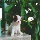 ชิวาวาขนยาว  จัดส่ง