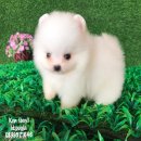 ปอมเมอเรเนี่ยนสีขาวสำลีเกรดท็อป หน้าหมี bearface pom for sale 