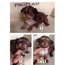 ขายชิวาวา ขนยาว ไซส์เล็กๆ