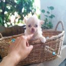 ชิวาวาขนยาว  จัดส่ง