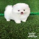 ปอมเมอเรเนี่ยนแท้สีขาวสำลีเพศเมีย White Female pom for sale