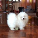 ปอมเมอเรเนี่ยนเพศผู้เกรดพ่อพันธุ์ Top grade pomeranian 