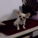 ขายชิวาวา ขนยาว เพศเมีย สีขาว-น้ำตาลอ่อน อายุ5เดือนครึ่ง ไซส์เล็กโตกว่าทีคัฟนิดเ...