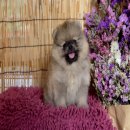 puppy.villa ปอมแท้ เกรดสวย เพศผู้ รับประกันสุขภาพ