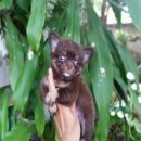 ชิวาวาขนยาว  จัดส่ง