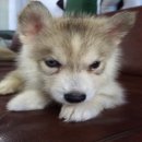 ไซบิเรียนแท้จัดส่งทั่วประเทศ