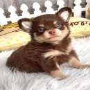 ★^-^*★ WWW.WOWWCHIHUAHUA.COM★^-^*★ น้องลูกชุบ ชิวาวา เพศเมีย ขนยาว สีชอคโกแลตแทน...