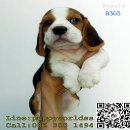 ●Beagle B303. (ตามรูป) BTS บางนา