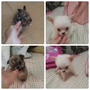 ขายชิวาวาแท้เพศผู้1สีขาว  เมีย1 สีน้ำตาล สวยๆ ดูตัวจิงน้องหมาก่อนได้ค่ะ พร้อมรับ...