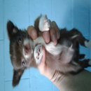 ชิวาวาแท้ 100% ขนสองชั้นหน้าตาน่ารัก ผู้-เมีย