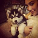 Allbest kennel  ศูนย์รวมไซบีเรียน เกรดไฮเอนคัดเน้นคุณภาพ