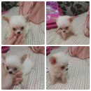 ขายชิวาวาแท้เพศผู้1สีขาว  สวยๆ4500ไซล์จิ๋วๆแข็งแรงมากๆ น่ารักสุดๆดูตัวจิงน้องหมา...