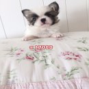 ฟาร์มคาวาอี้ขายชิวาวาสายใต้หวัน หน้าสั้น หัวโต สวยทุกตัว เน้นคุณภาพ