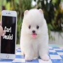 ปอมเมอเรเนี่ยนสีขาวเพศเมีย เพศผู้ ไซส์เล็กสวยมาก White  pom for sale 