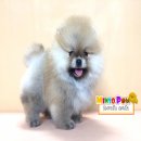 Minso Pom ขายน้องปอม มีหลายเกรด หลายราคา สนใจสอบถาม085-2901612
