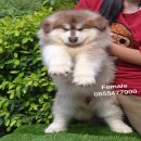 Alaskan Ginat ไชค์ใหญ่  