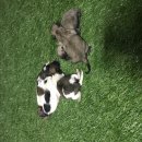 เปิดจองลูกสุนัขปอมทั้งปลีกและส่งราคา5000-9500บาทพร้อมบริการส่งสนใจติดต่อได้ที่06...