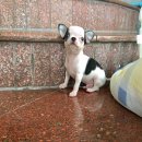 ชิวาวาหัวแอปเปิลโดม ... สีขาวดำขนสั้นหัวสวยมาก "ด.ช.มิคกี้"