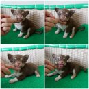 ชิวาวาขนยาวสีช็อคเเทนไซส์เล็ก พร้อมย้ายบ้านค่ะ