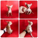 ชิวาวาขนสั้นเพศหญิง เพศชาย