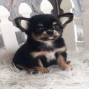 ★^-^*★ WWW.WOWWCHIHUAHUA.COM ★^-^*★." น้องกัสจัง" ชิวาวาเพศเมียขนยาว ส...