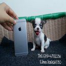 ชิวาวาทีคัพจิ๋ว