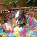 ชิวาวา ขนสั้น จัดส่ง
