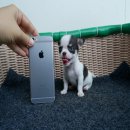 ชิวาวาไซส์ทีคัพเพศชาย จิ๋ว