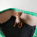 ชิวาวาขนยาวเพศชาย ไซส์เล็กจิ๋ว