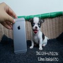 ชิวาวาขนสั้นเพศชายไซสืtcup