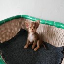 ชิวาวาขนสั้นเพศชายไซส์tcup