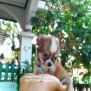 ชิวาวาขนยาว  จัดส่ง