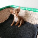 ชิวาวาขนยาวไซส์เล็ก