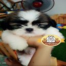 NEW!!! ชิสุทอยแท้ ตัวเล็กๆ บ้านด็อกเฮงเฮง 0906922559