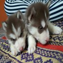 ลูกไซบีเรียนฮัสกี้เกรดดี   เราคัดสรรจากพ่อพันธ์ที่มีคุณภาพ  มีใบเพ็ทพร้อม ราคามิ...