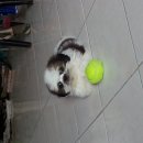 ลูกชิสึห์แท้