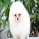 FYPOM KENNEL ขายน้อง Chi Chi สีขาว เพศเมีย ไซส์มาตรฐาน ขนแน่น โครงสร้างดี มีใบเพ...