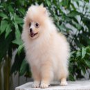 FYPOM KENNEL ขายน้องLiam สีครีม เพศผู้ ไซส์มาตรฐาน ขนแน่น โครงสร้างดี มีใบเพ็ดดิ...