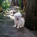 ปักกิ่ง สายพันธ์แท้หาบ้าน จัดส่ง