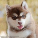 ไซบีเรียน ฮัสกี้ ฟาร์มไซบีเรียนเกรดคุณภาพต้องallbest  โครงสร้างใหญ่สายพันธุ์ดี