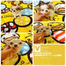 GRADE A ชิวาวา ขนสั้น-ยาว เพศผู้ ราคา 5,900 บาท<<<<