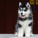 ไซบีเรียน ฮัสกี้ ฟาร์มไซบีเรียนเกรดคุณภาพต้องallbest  โครงสร้างใหญ่สายพันธุ์ดี