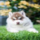 ศูนย์รวมไซบีเรียนฮัสกี้ เกรดคุณภาพที่ใหญ่ที่สุดในไทย  Allbest kennel